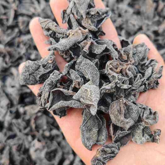 鲁山县东北特产黑木耳干货批发摆摊赶集电商专用小碗耳秋木耳包邮肉厚