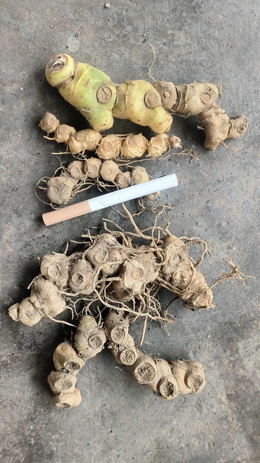 凤凰县多花黄精，鸡头黄精，黄精