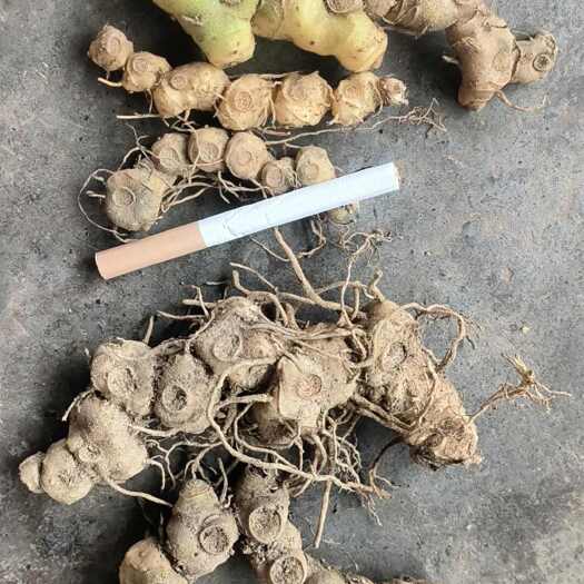 凤凰县多花黄精，鸡头黄精，黄精