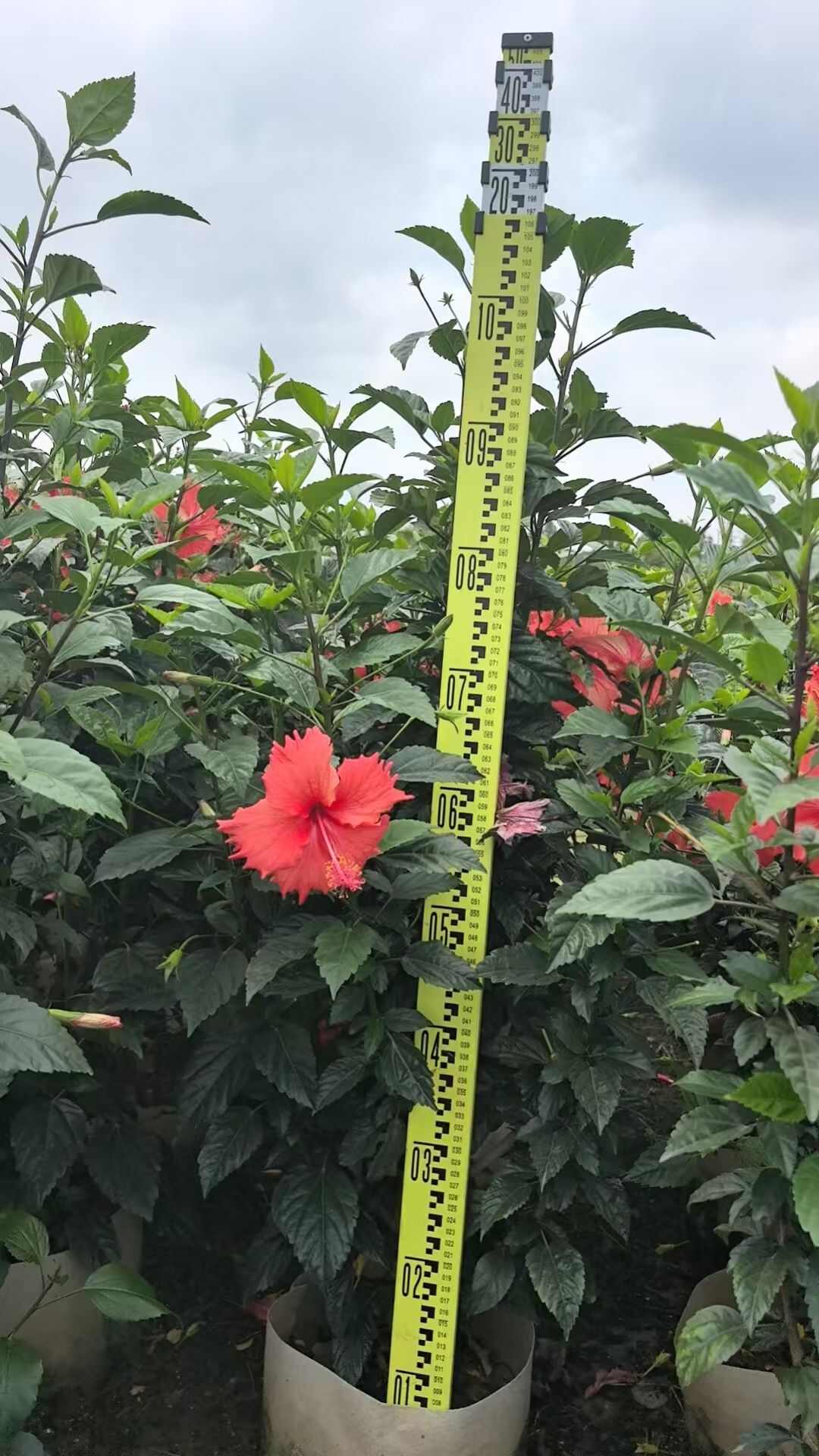朱槿
