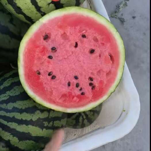 南乐县甜王西瓜大量供应