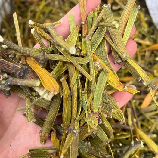 宽叶螃蟹脚寄生大量有现货