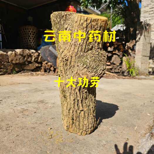 楚雄市云南中药材十大功劳老庄