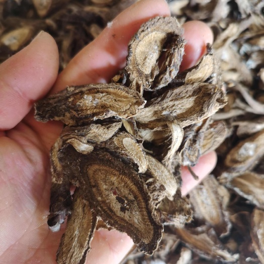 伏牛山牛蒡，牛蒡根，新货，切片干货，自然晾晒，无硫无假。