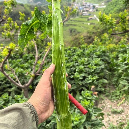 茂县翡翠三清皮莴笋光杆