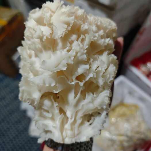 昆明绣球菌
