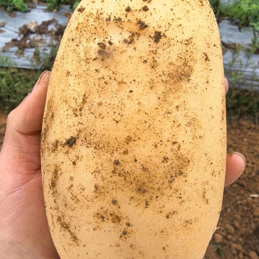 霞浦县黄心土豆大量上市品质好，口感好。