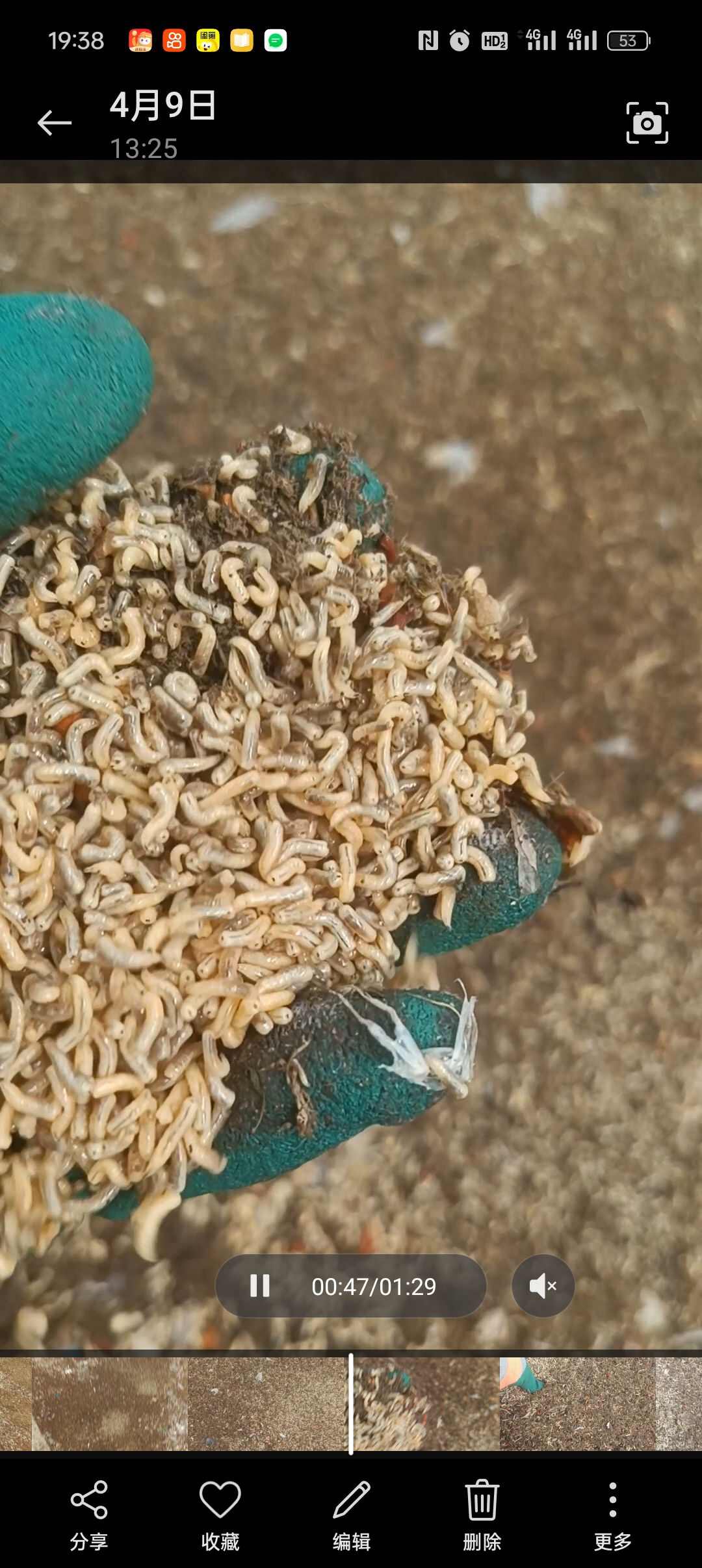 蝇蛆干净，冻品，活虫，水煮，一百公里勉费送货到门