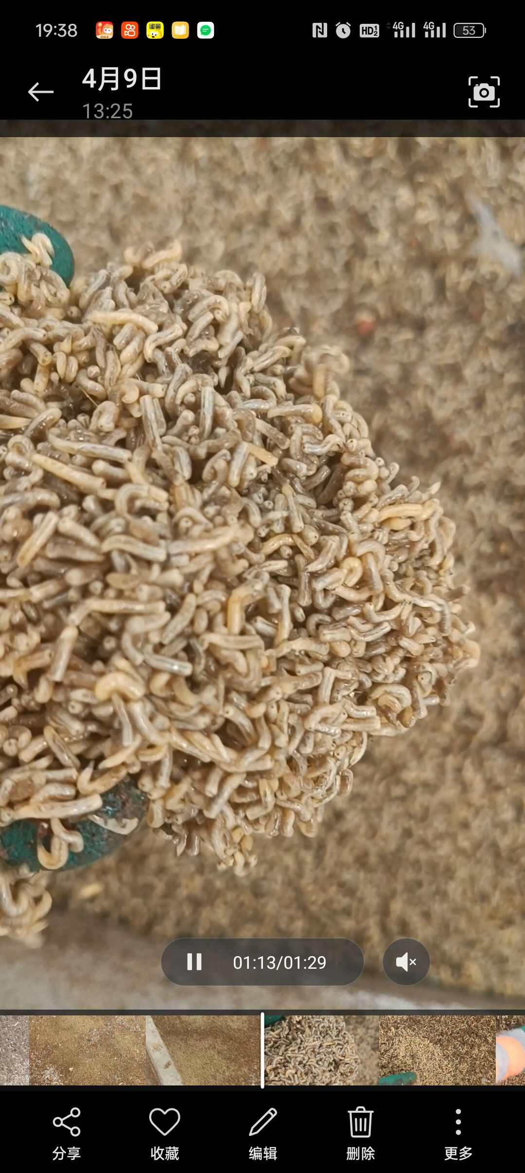 蝇蛆干净，冻品，活虫，水煮，一百公里勉费送货到门