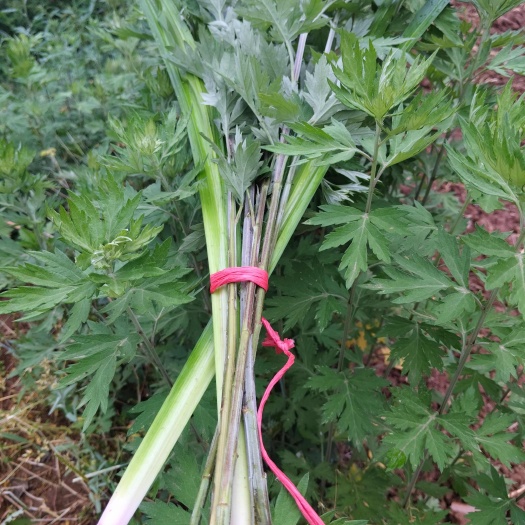 通江县艾草苗陈艾<药用大白艾>菖蒲 水菖蒲端午节专用
