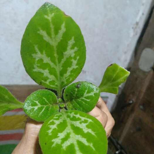 桂林肺形草