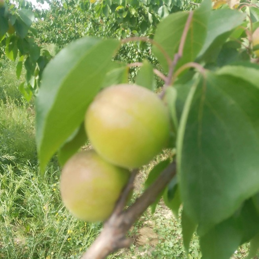 山西运城各种杏，金太阳，丰园红，凯特等大量上市