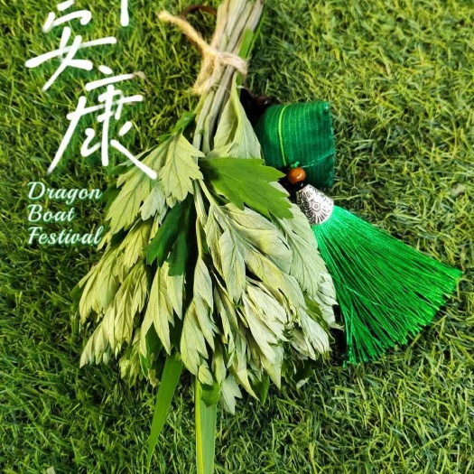 鲜艾草