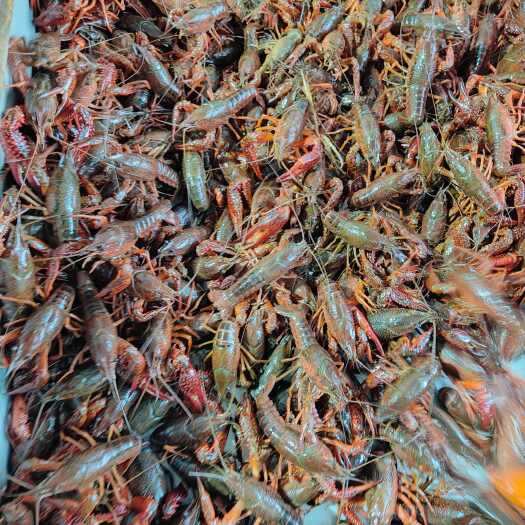 洪湖市淡水小龙虾，鲜活，肉紧