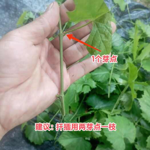 永春县美国圆叶葡萄枝条麝香葡萄格威尔红宝石南方之家伊森品种包对版