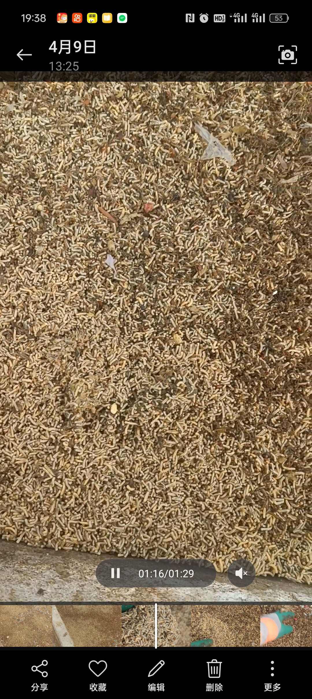 蝇蛆干净，冻品，活虫，水煮，一百公里勉费送货到门
