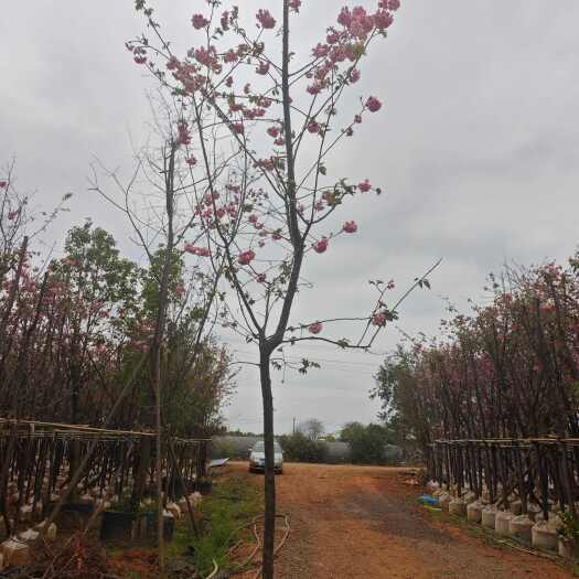 宜良县云南樱花