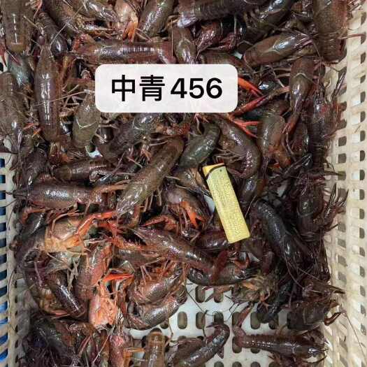 洪湖市小龙虾
