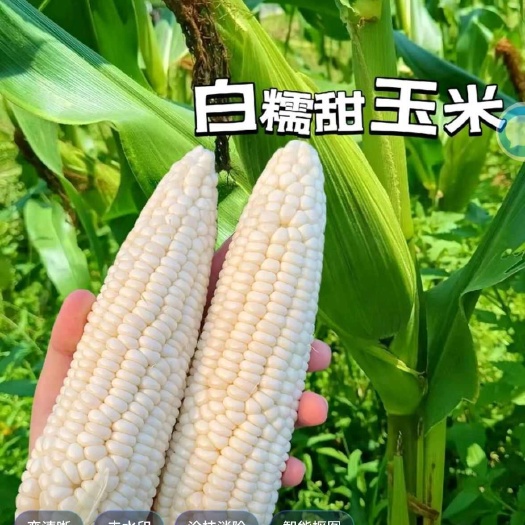 镇江鲜玉米，甜糯玉米