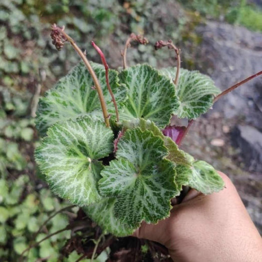 虎耳草绿植盆景药材产地直供一手货源量大价优
