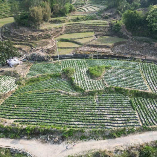 福建省霞浦县农户50亩土豆待出土