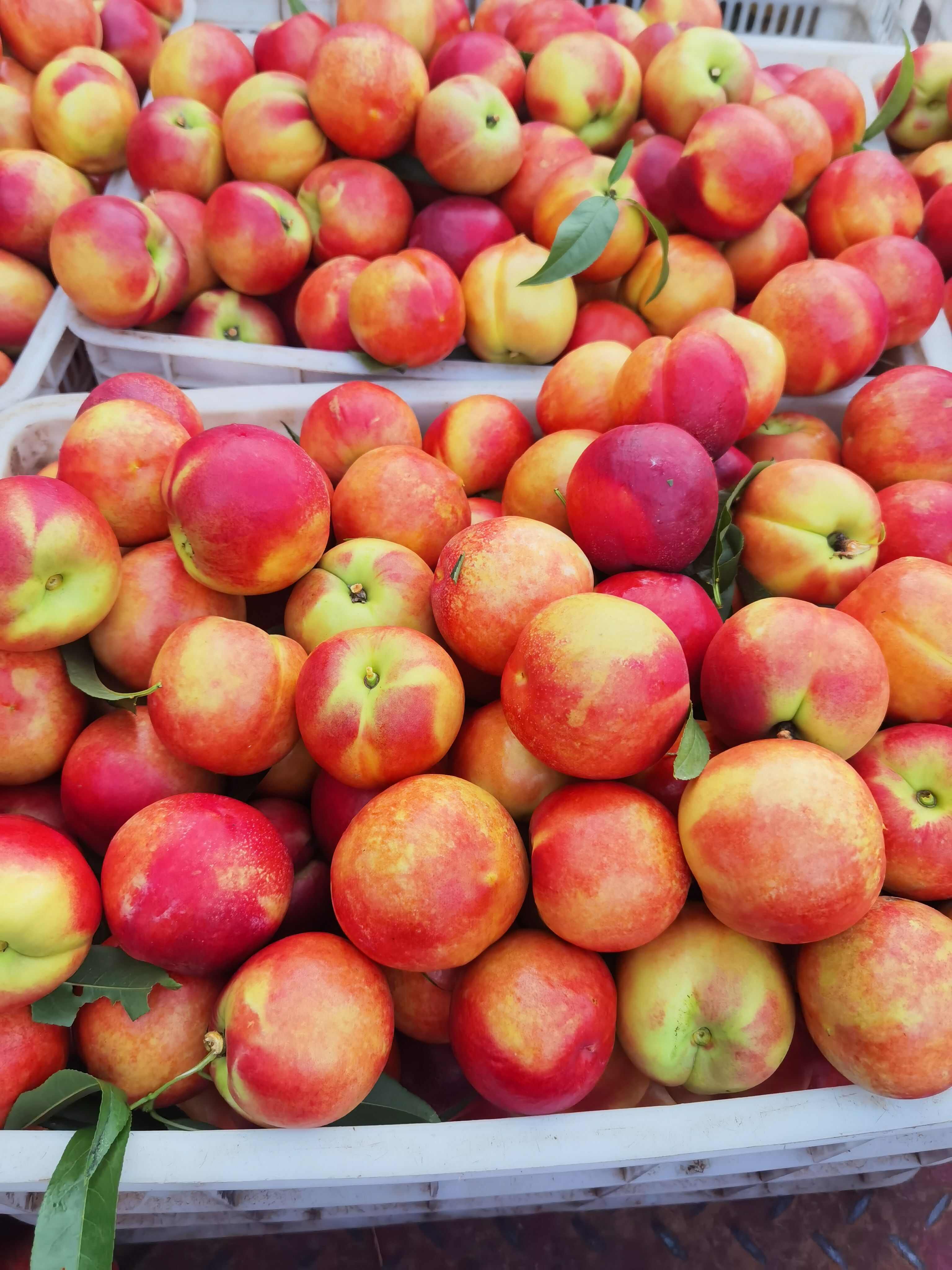 油桃桃子福建精品油桃桃子，大量供应。口感脆甜，产地一手货源