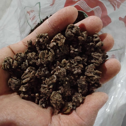 淮滨县批发猫爪草（二级货），一手货源，诚信经营，欢迎新老客户光临选