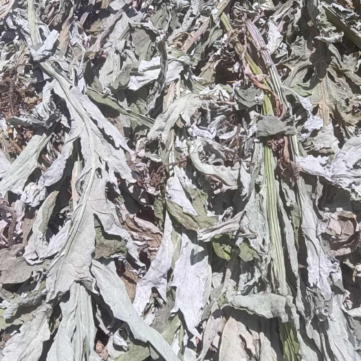洋蓟干叶片