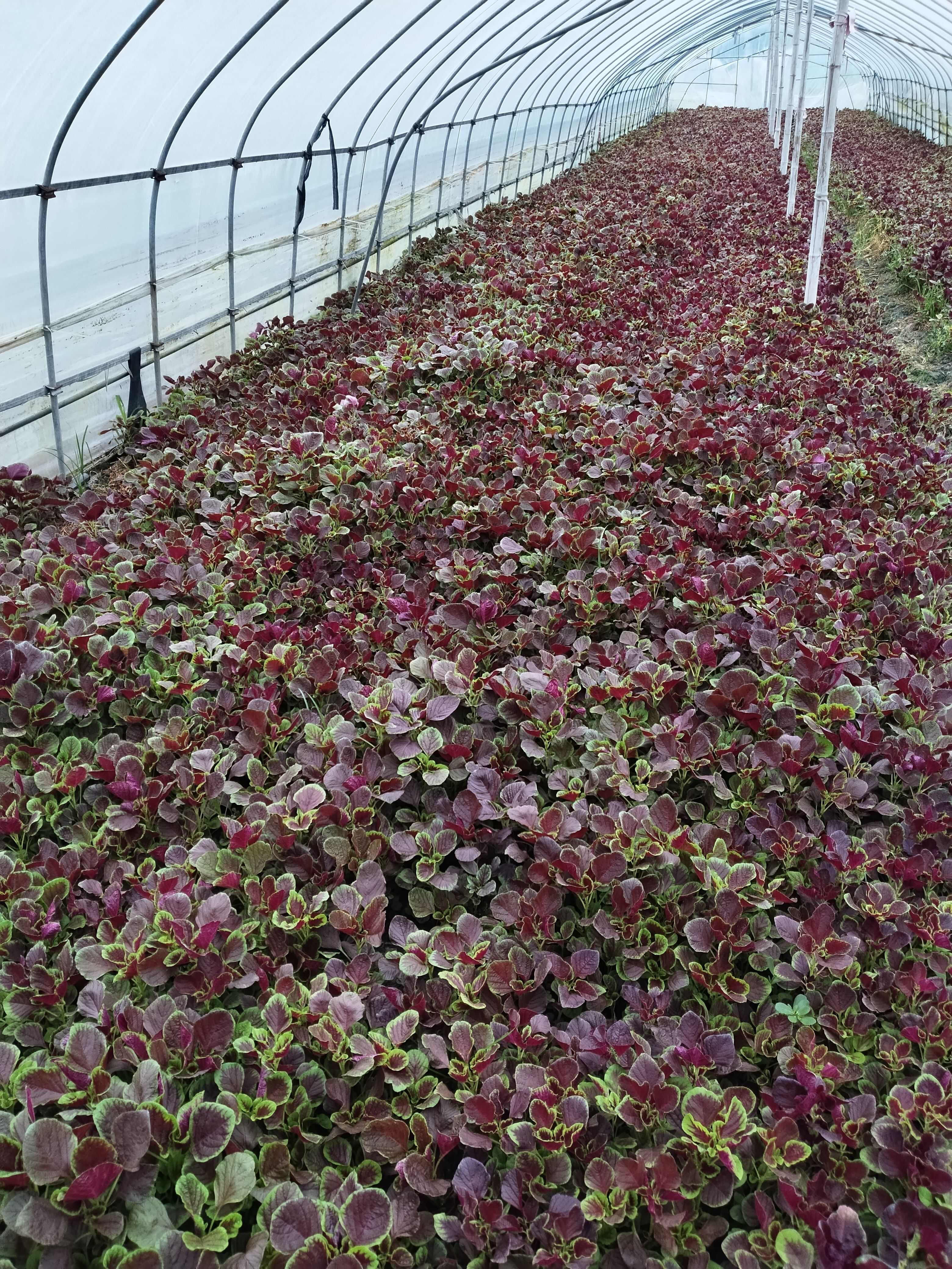 紅莧菜