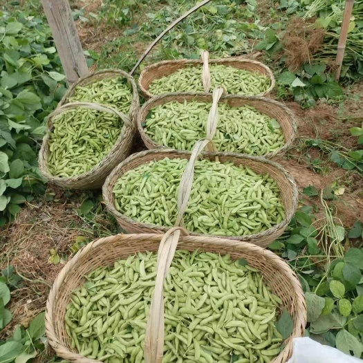 怀宁县毛豆