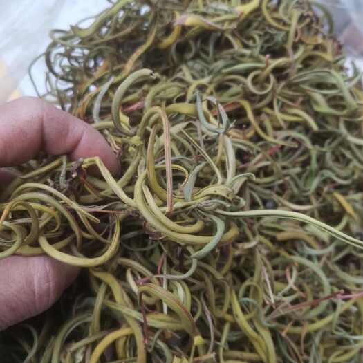 吉林市长白山脉化石草 肾精茶 肾精茶 晒干新货