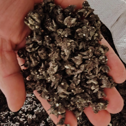 淮滨县猫爪草（精品货），一手货源，诚信经营，欢迎新老客户光临选购！