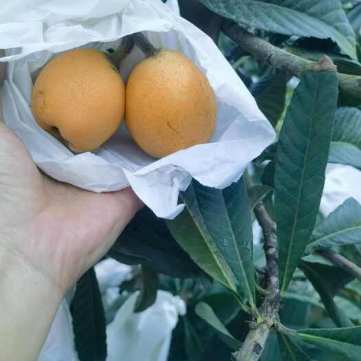 遂宁五星大枇杷 需要的老板电话联系