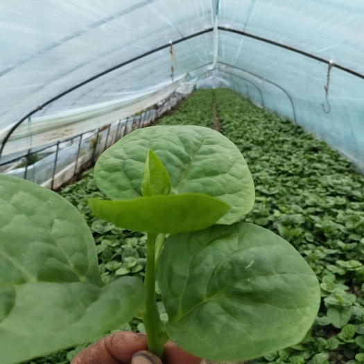 木耳菜