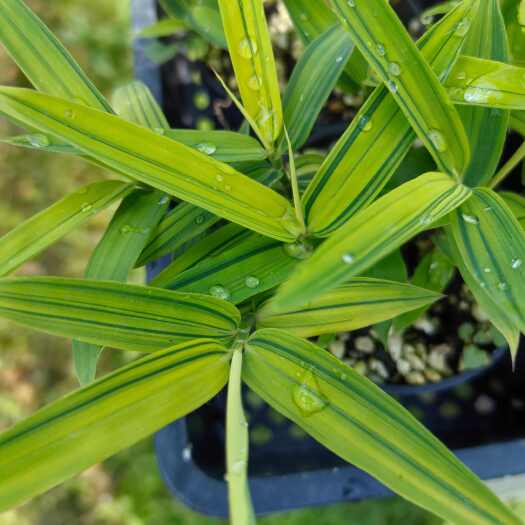 南靖县黄金叶子矮竹菲黄竹绿植盆栽