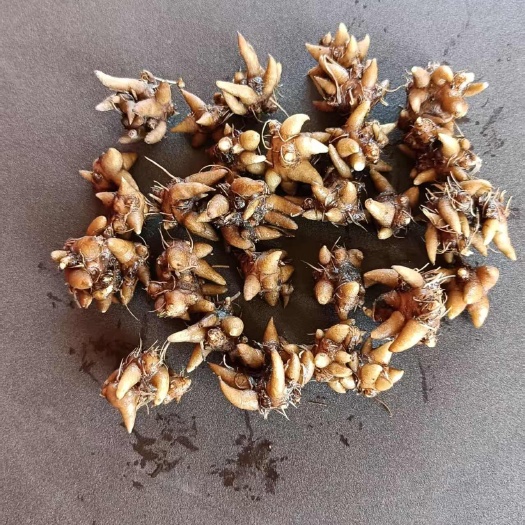 淮滨县猫爪草