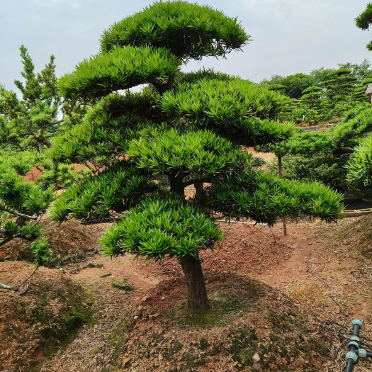长沙县造型罗汉松