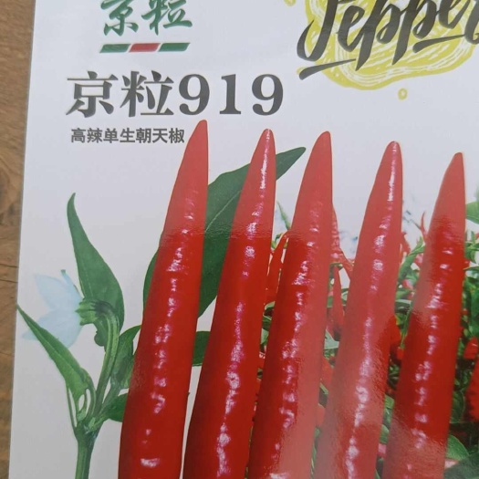 宿州辣椒种子 朝天椒种子 小米椒种子 小米辣种子