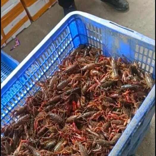 洪湖市【精选】湖北洪湖市鲜活小龙虾大中小全规格底板干净产地直销