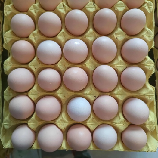 宁阳县土鸡蛋
