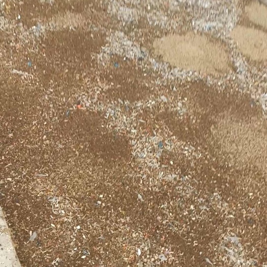 蝇蛆干净，冻品，活虫，水煮，一百公里勉费送货到门