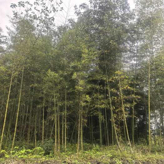 成都细叶雷竹