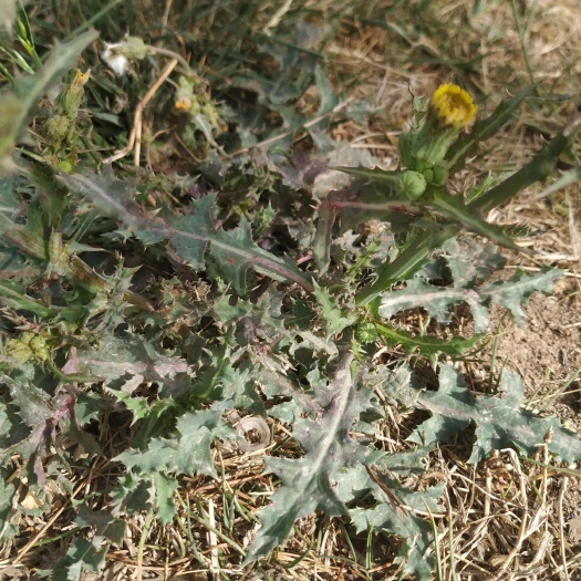 平陆县中条山续断菊