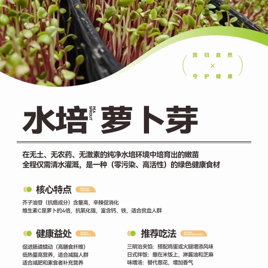 纯水培萝卜芽