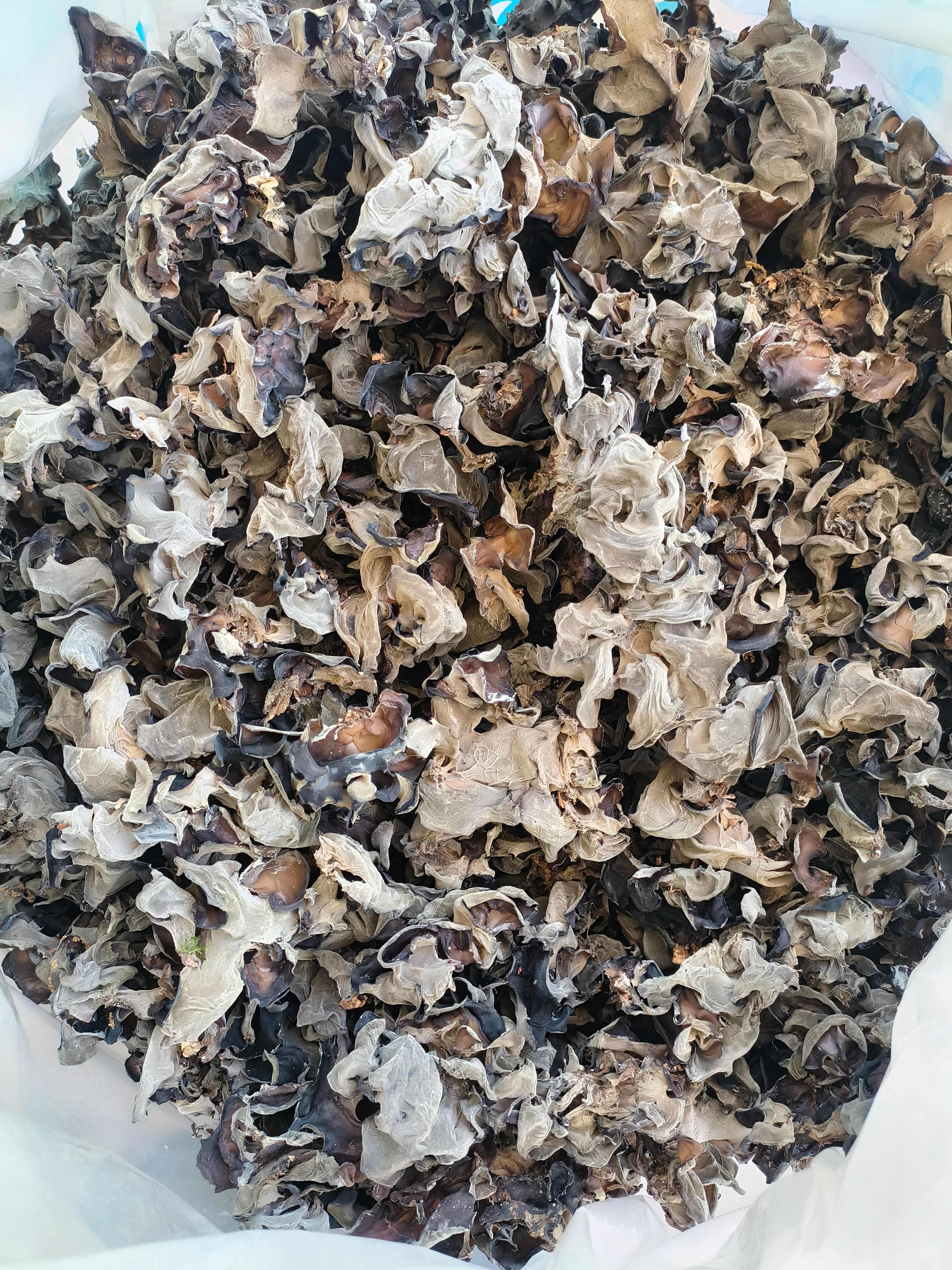 甘肃陇南康县优质干木耳批发供货