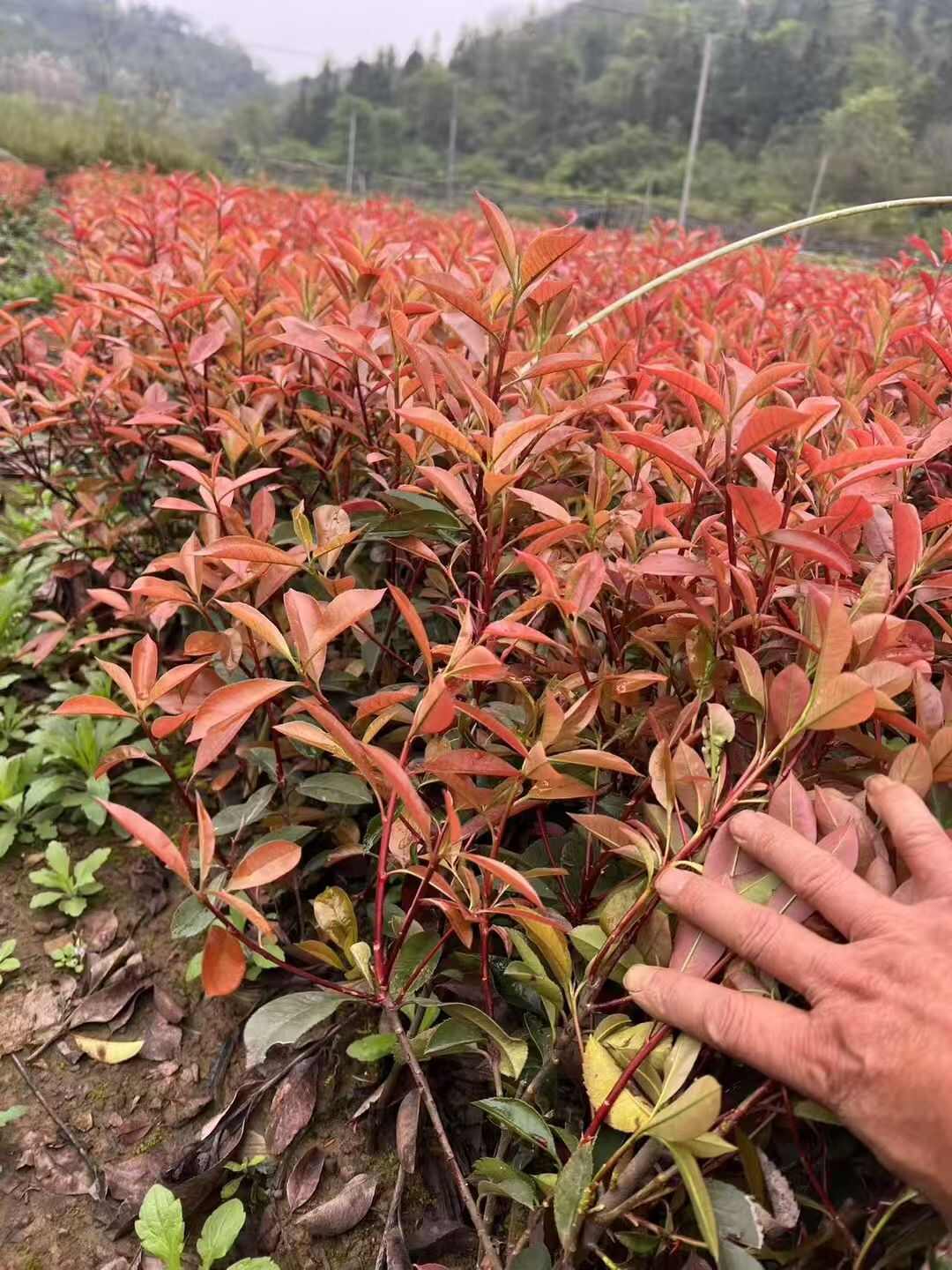 红叶石楠绿化小苗  50公分至2.5米高出售