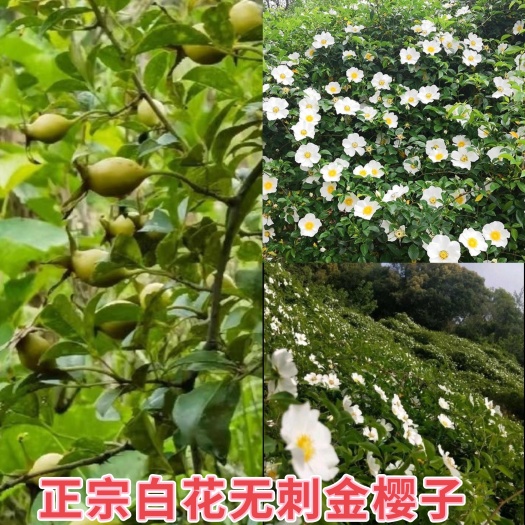佛冈县包邮白花无刺金樱子，树有刺果有无刺品种，易种泡酒原材料。