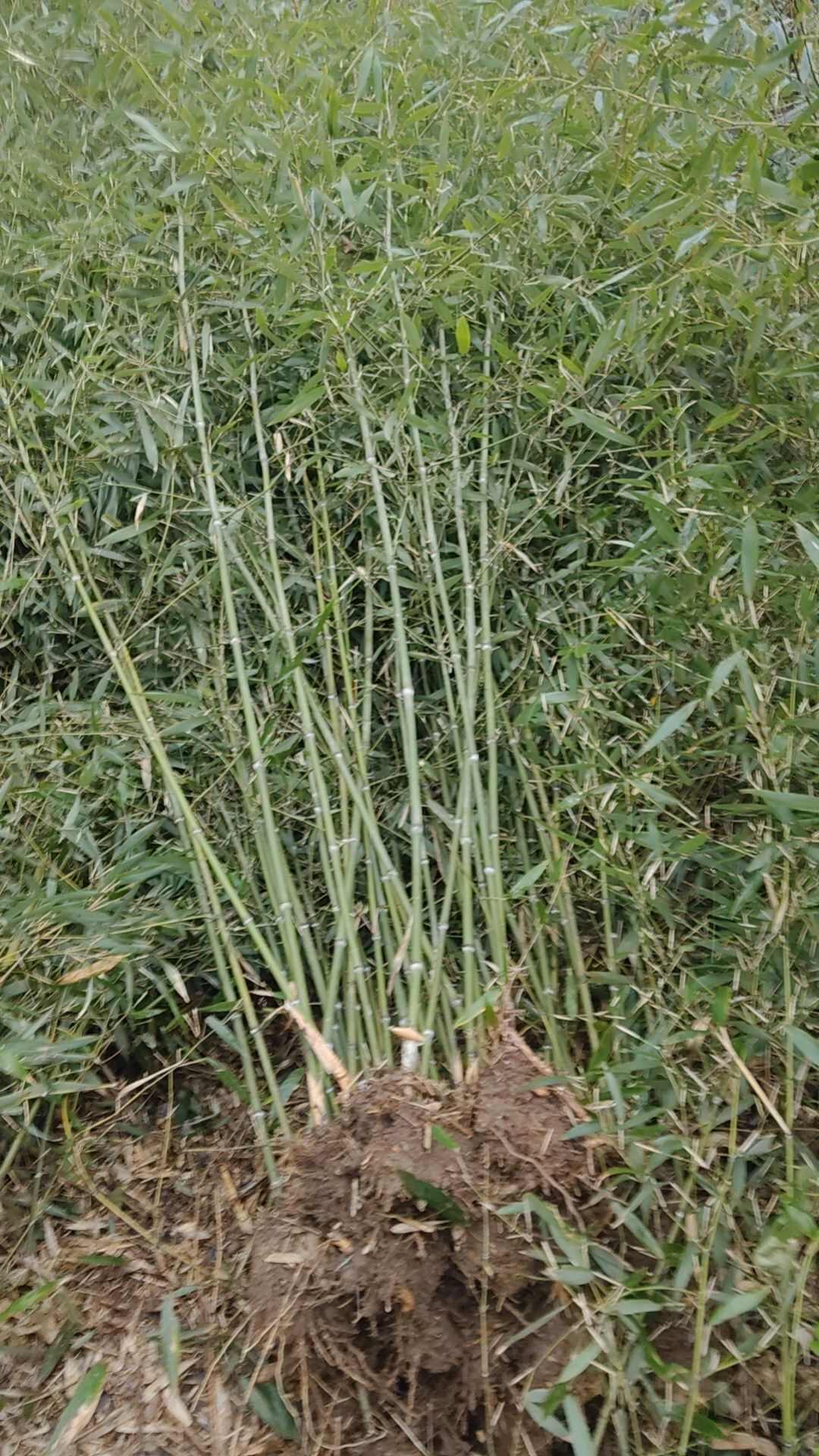 四川成都温江刚竹苗基地直销竹类植物绿化苗木花草