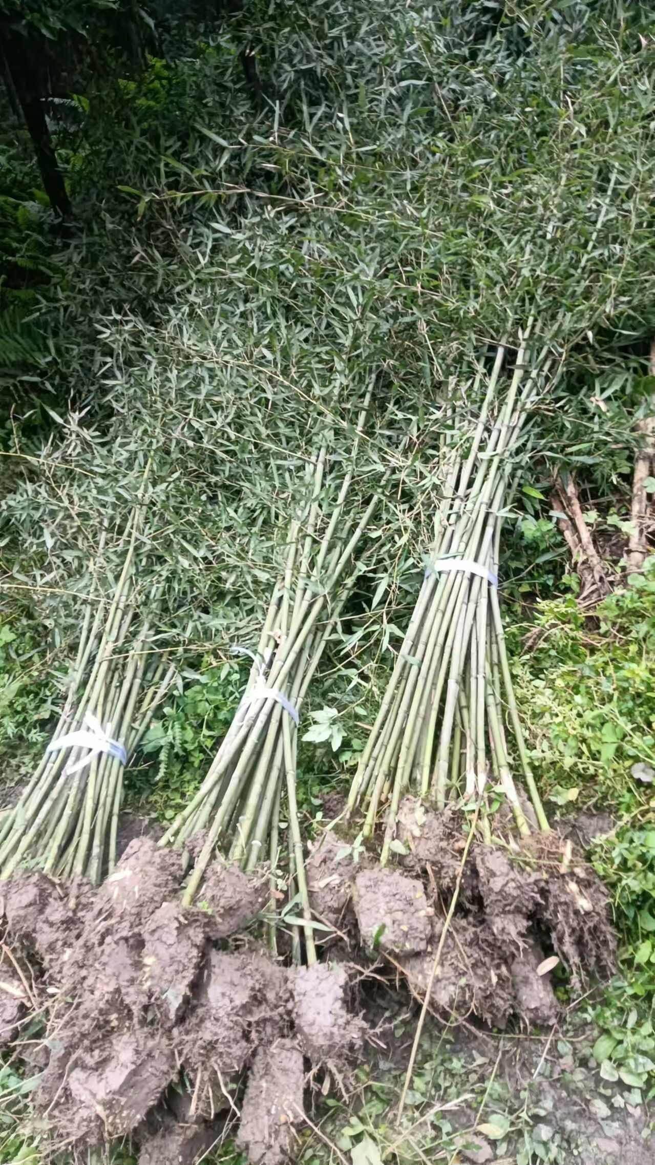四川成都温江刚竹苗基地直销竹类植物绿化苗木花草
