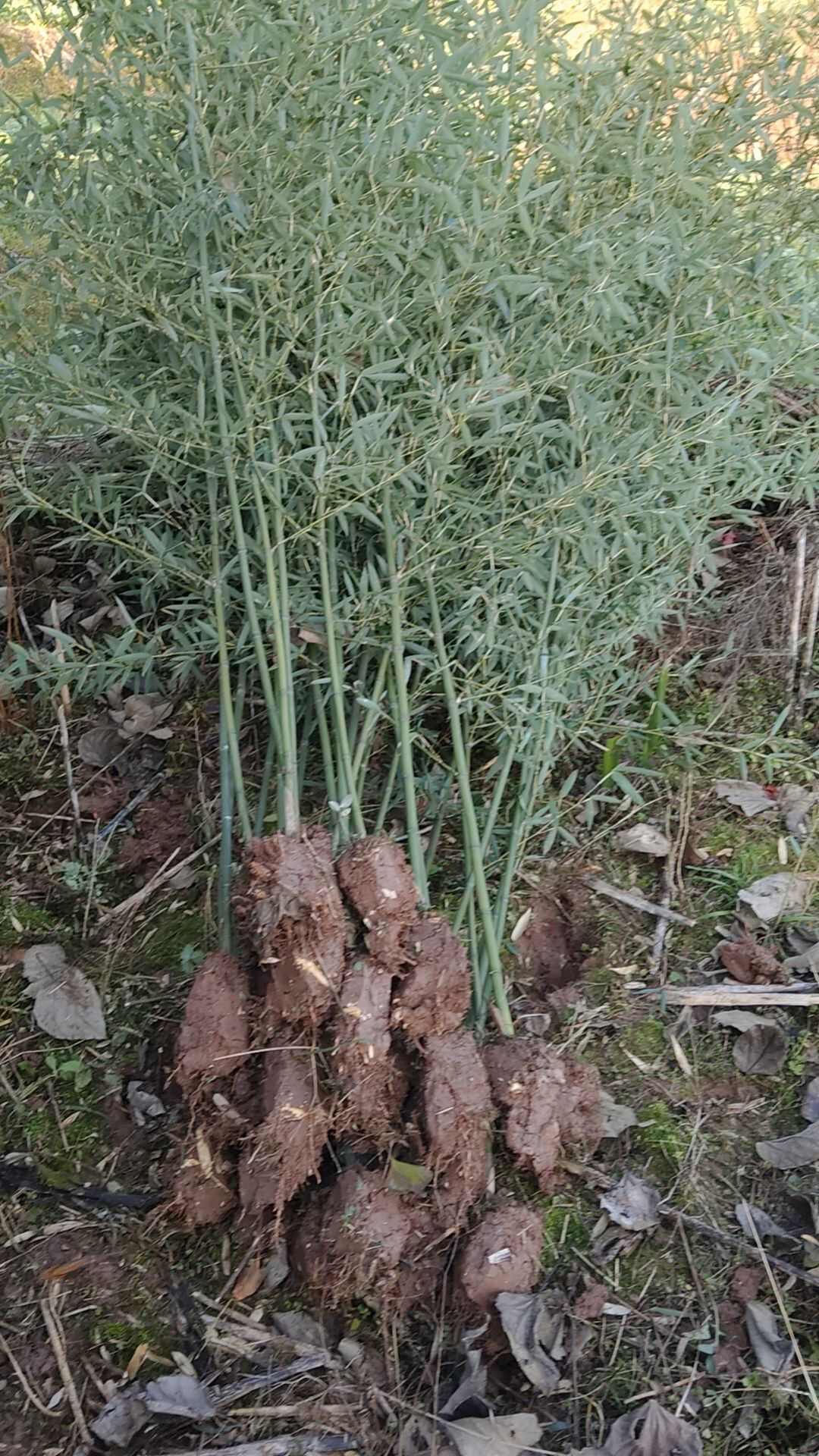 四川成都温江刚竹苗基地直销竹类植物绿化苗木花草